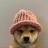 Dogwifhat (WIF) cryptocurrency icon